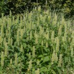 Agastache rugosa Alabaster - Agastache rugueuse - vue d'ensemble