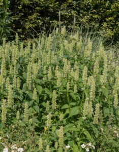 Agastache rugosa Alabaster - Agastache rugueuse - vue d'ensemble