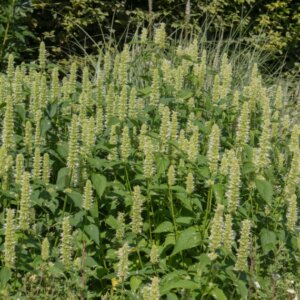 Agastache rugosa Alabaster - Agastache rugueuse - vue d'ensemble