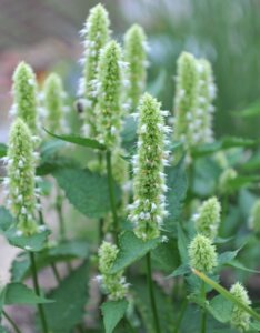 Agastache rugosa Alabaster - Agastache rugueuse - inflorescences