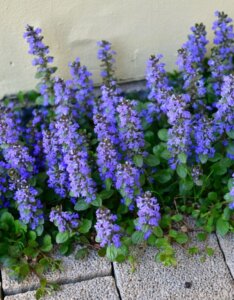 Ajuga reptans - Bugle rampante - vue d'ensemble