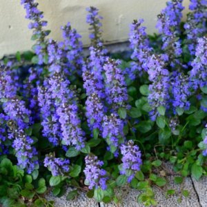Ajuga reptans - Bugle rampante - vue d'ensemble