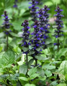 Ajuga reptans - Bugle rampante - inflorescences