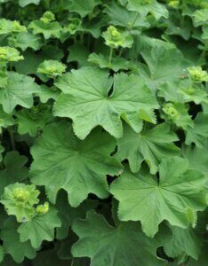 Alchemilla mollis - Alchémille molle - feuillage