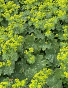 Alchemilla mollis - Alchémille molle - vue d'ensemble