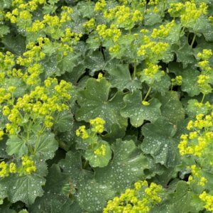 Alchemilla mollis - Alchémille molle - vue d'ensemble
