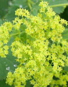Alchemilla mollis - Alchémille molle - inflorescence