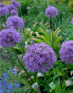 Allium Gladiator - Ail d'ornement - vue d'ensemble