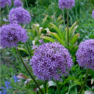 Allium Gladiator - Ail d'ornement - vue d'ensemble
