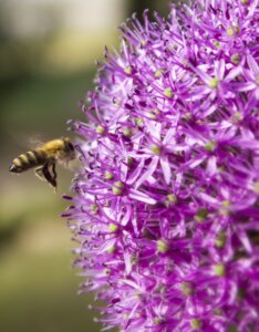 Allium Gladiator - Ail d'ornement - inflorescence