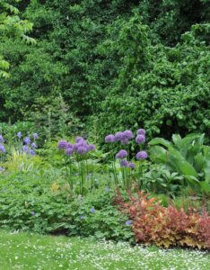 Allium Globemaster - Ail d'ornement - vue d'ensemble