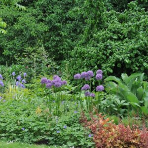 Allium Globemaster - Ail d'ornement - vue d'ensemble