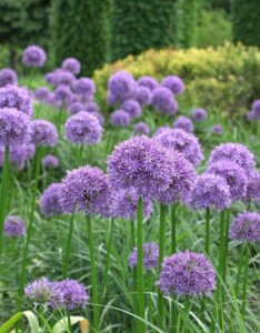 Allium Globemaster - Ail d'ornement - inflorescences