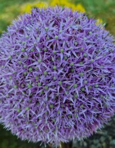 Allium Globemaster - Ail d'ornement - inflorescence