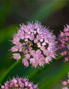 Allium Millenium - Ail d'ornement - inflorescence