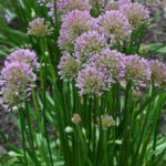 Allium Millenium - Ail d'ornement - vue d'ensemble