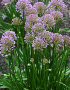 Allium Millenium - Ail d'ornement - vue d'ensemble