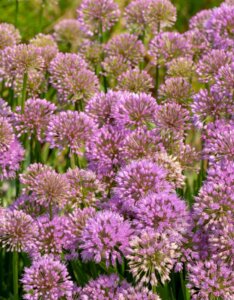 Allium Millenium - Ail d'ornement - inflorescences