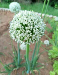 Allium Mont Blanc - Ail d'ornement - vue d'ensemble