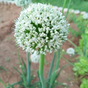 Allium Mont Blanc - Ail d'ornement - vue d'ensemble