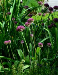 Allium Ostara - Ail d'ornement - vue d'ensemble