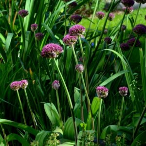 Allium Ostara - Ail d'ornement - vue d'ensemble