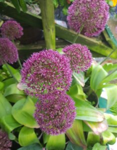 Allium Ostara - Ail d'ornement - inflorescences