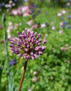 Allium Ostara - Ail d'ornement - inflorescence
