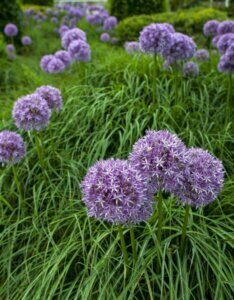 Allium Pinball Wizard - Ail d'ornement - vue d'ensemble