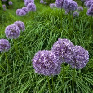 Allium Pinball Wizard - Ail d'ornement - vue d'ensemble