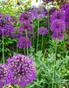 Allium aflatunense Purple Sensation - Ail d'ornement - vue d'ensemble