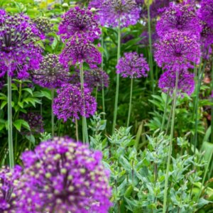 Allium aflatunense Purple Sensation - Ail d'ornement - vue d'ensemble