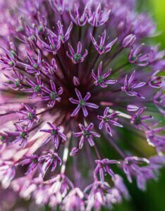 Allium aflatunense Purple Sensation - Ail d'ornement - inflorescence