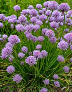 Allium schoenoprasum - Ciboulette Forescate - vue d'ensemble