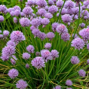 Allium schoenoprasum - Ciboulette Forescate - vue d'ensemble