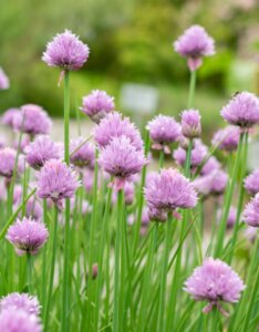 Allium schoenoprasum - Ciboulette Forescate - inflorescences