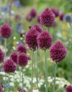 Allium sphaerocephalon - Ail à tête ronde - inflorescences