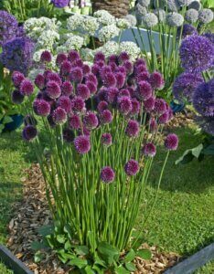 Allium sphaerocephalon - Ail à tête ronde - vue d'ensemble