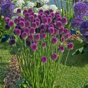 Allium sphaerocephalon - Ail à tête ronde - vue d'ensemble