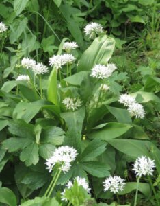 Allium ursinum - Ail des ours - vue d'ensemble