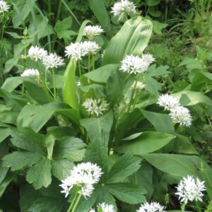 Allium ursinum - Ail des ours - vue d'ensemble