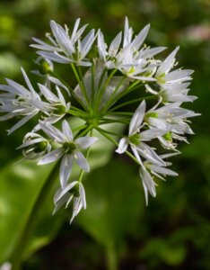 Allium ursinum - Ail des ours - inflorescence
