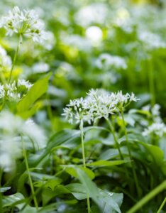 Allium ursinum - Ail des ours - inflorescences