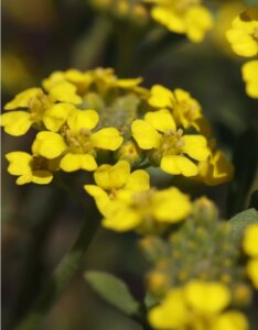 Alyssum montanum Berggold - Corbeille d'or - inflorescence