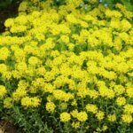 Alyssum montanum Berggold - Corbeille d'or - vue d'ensemble