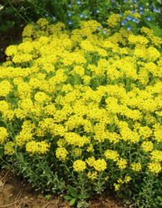 Alyssum montanum Berggold - Corbeille d'or - vue d'ensemble