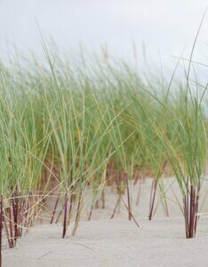 Ammophila arenaria - Roseau des sables - jeunes pousses
