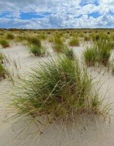 Ammophila arenaria - Roseau des sables - vue d'ensemble