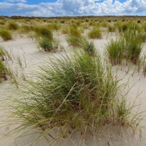 Ammophila arenaria - Roseau des sables - vue d'ensemble