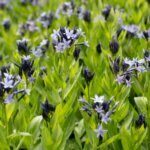 Amsonia Blue Ice - Amsonia hybride Blue ice - vue d'ensemble
